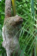RTW0210  Three toed Sloth climbing palm